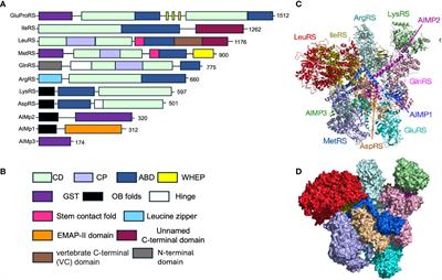 The mARS complex: a critical mediator of immune regulation and homeostasis